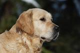 GOLDEN RETRIEVER 811
